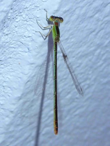 Agriocnemis femina